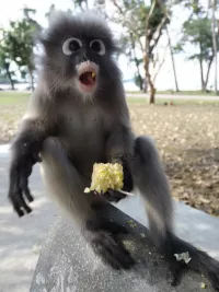 Dusky Leaf Monkey eating corn